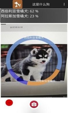 这是什么狗安卓版4