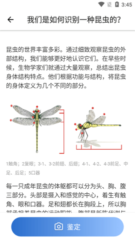 Picture Insect昆虫识别app手机版2