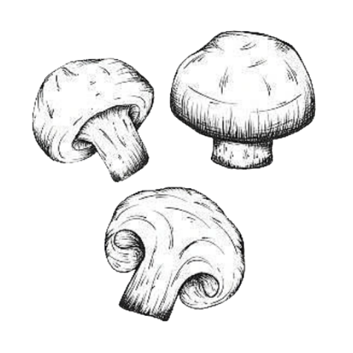 蘑菇识别高手最新版 v1.1